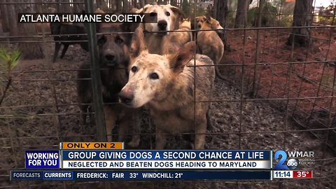 Group Gives Abused German Shepherds a Second Chance At Life