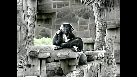 Thinking Chimpanzee