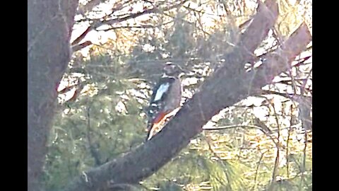 Woodpecker pecking hard