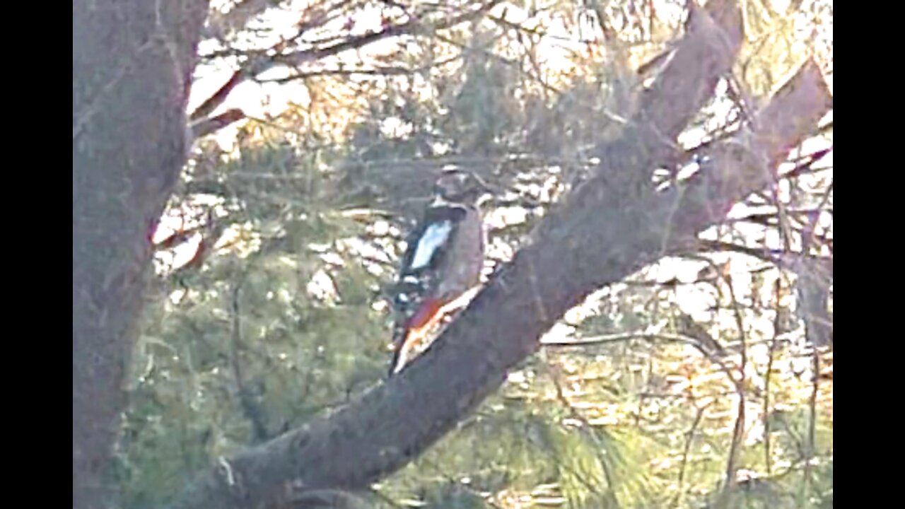 Woodpecker pecking hard