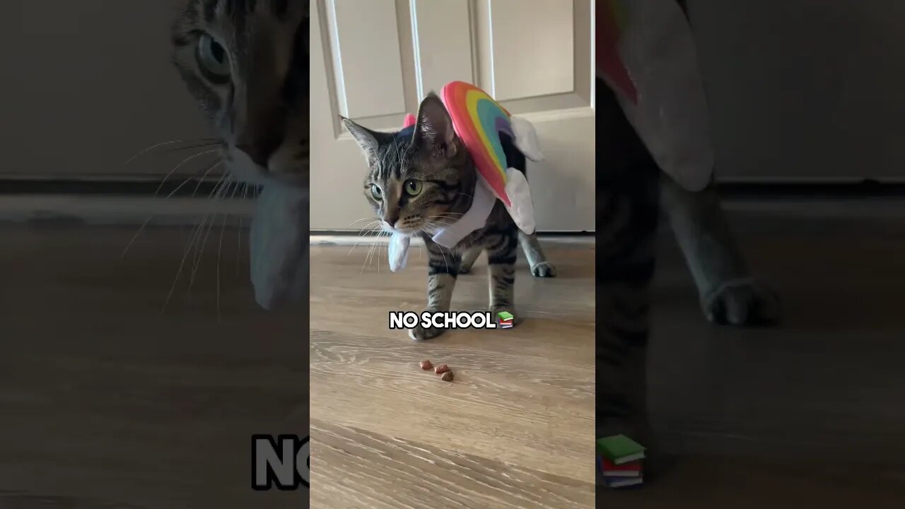 Meow meow #cat #kitten #leonthecatdad #cats #relatable #relationship #meow #kittens