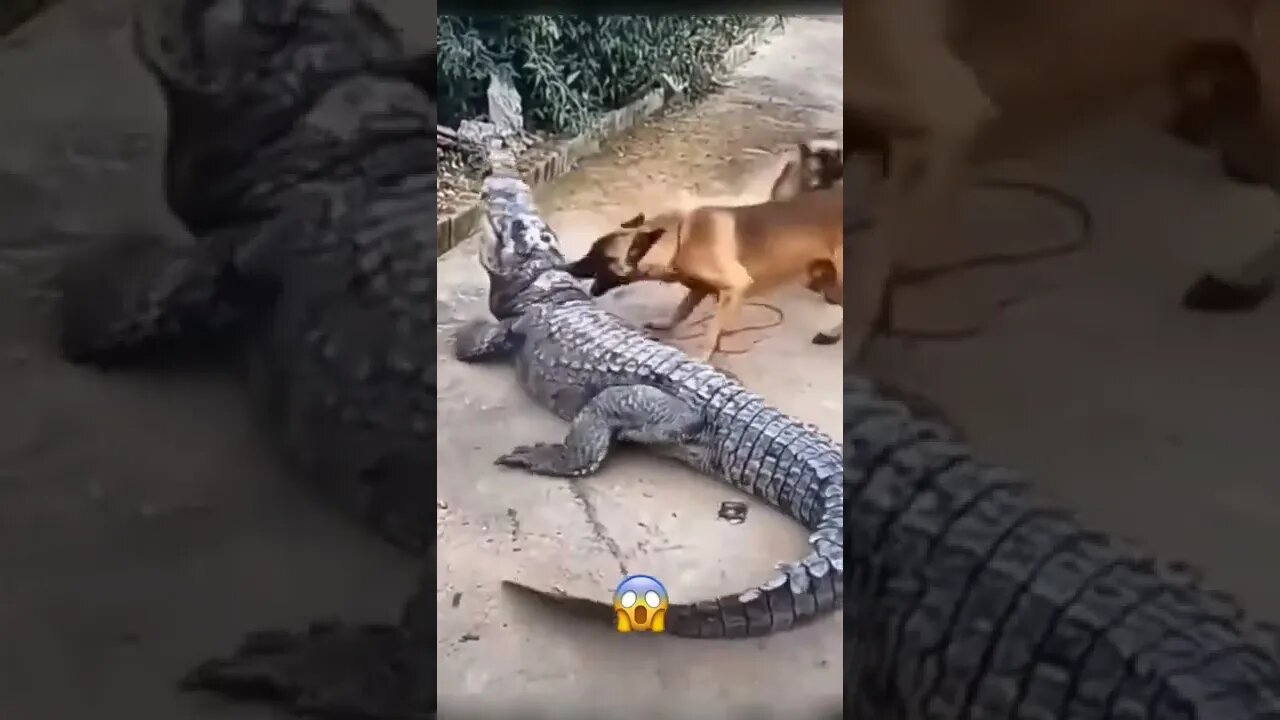 Crocodile vs Dog😱 Credits_ Unknown 🎥#shorts