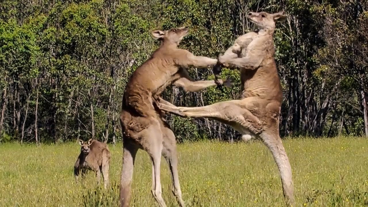 Animals Video | Best Animals compilation 2021 | Forest Animals Video | Wild Animals