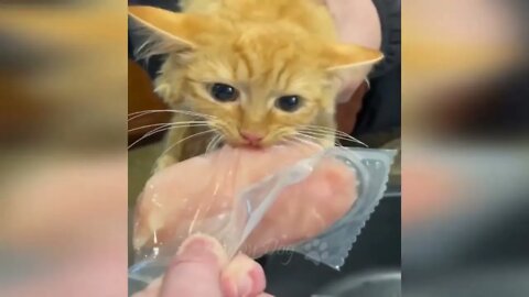 Funny animal videos Funny cats dogs Funny animals 247 ==== 5