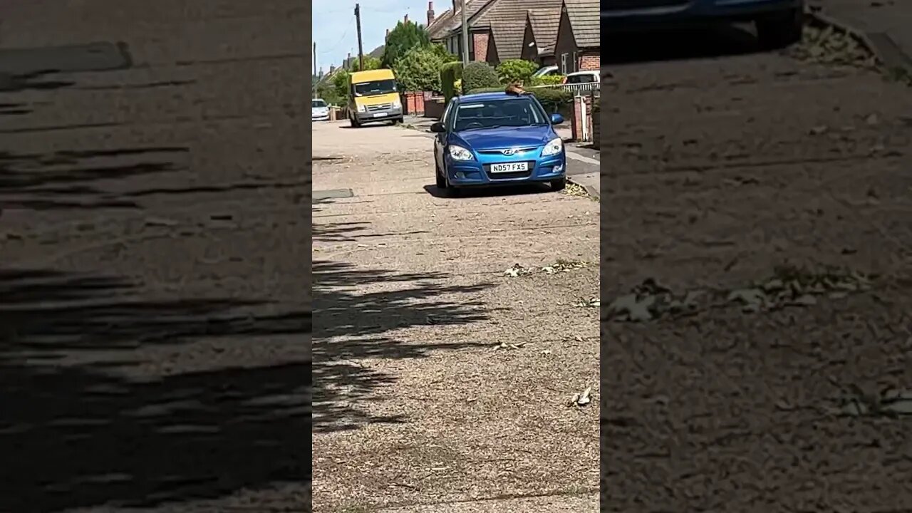 🐈‍⬛ on a car 🚗 enjoy the video and like and subscribe to my channel #veiws_viral_video_