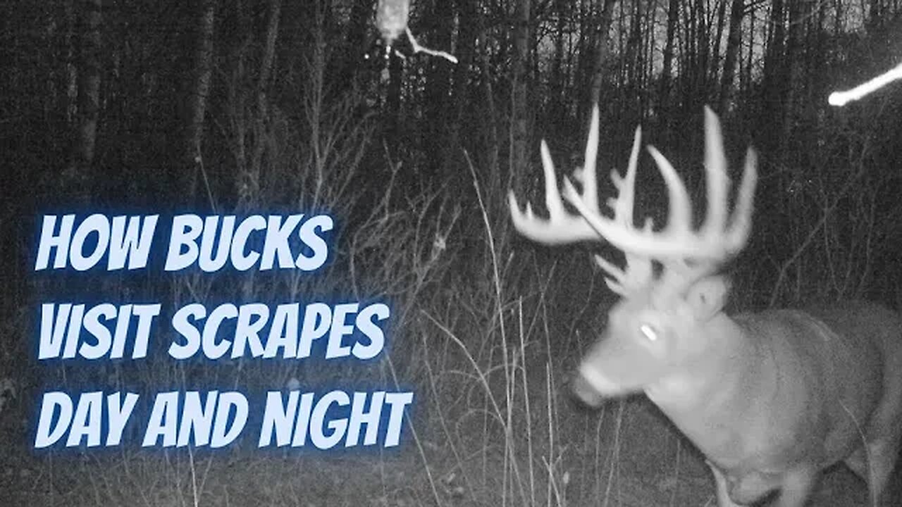 How bucks visit scrapes day and night