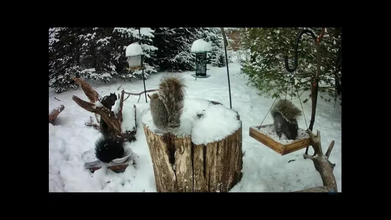 Livestream Snow Day Part II - SQUIRREL STYLE