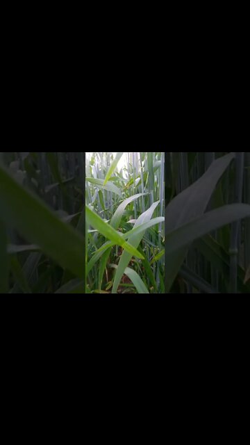 Lovee ❤️🌹 #youtubeshorts #shorts #youtube #shortvideo #shortyoutube