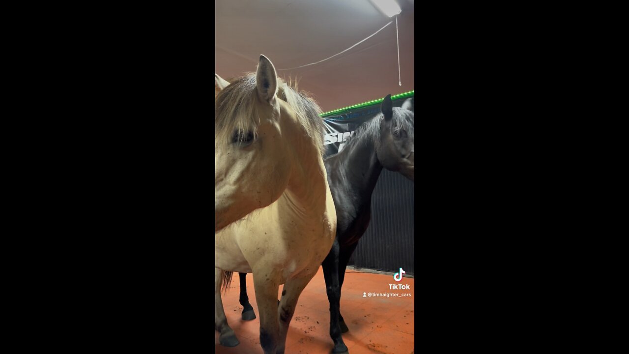 Who’s horse is that?