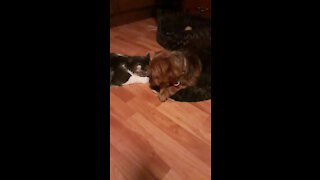 Coonter the rescue cat and Sadie the rescue dog playing with a treat