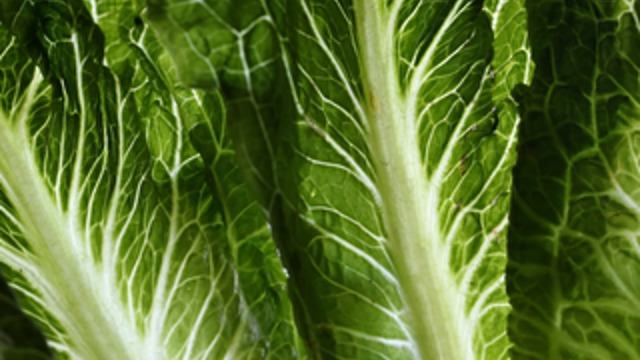 Florida joins states reporting at least one E. coli illness from romaine lettuce