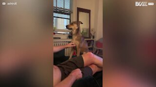 Cette chienne réclame plus d'attention à son maître