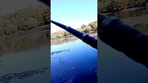 SMALL PIKE HOOKED ON A PLASTIC LURE