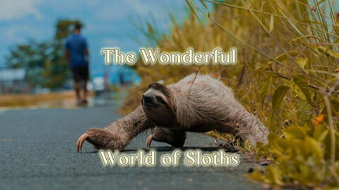 The Wonderful World of Sloths