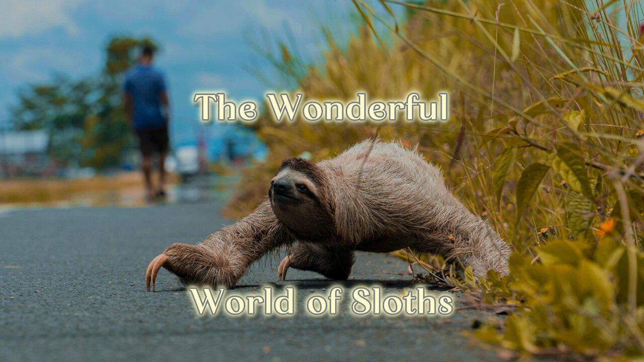 The Wonderful World of Sloths