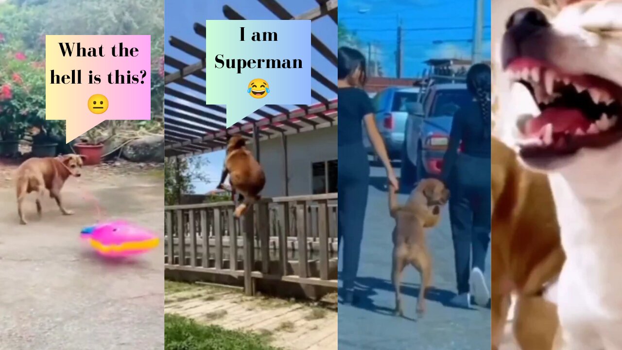 This Funny dog compilation will make your day 😉