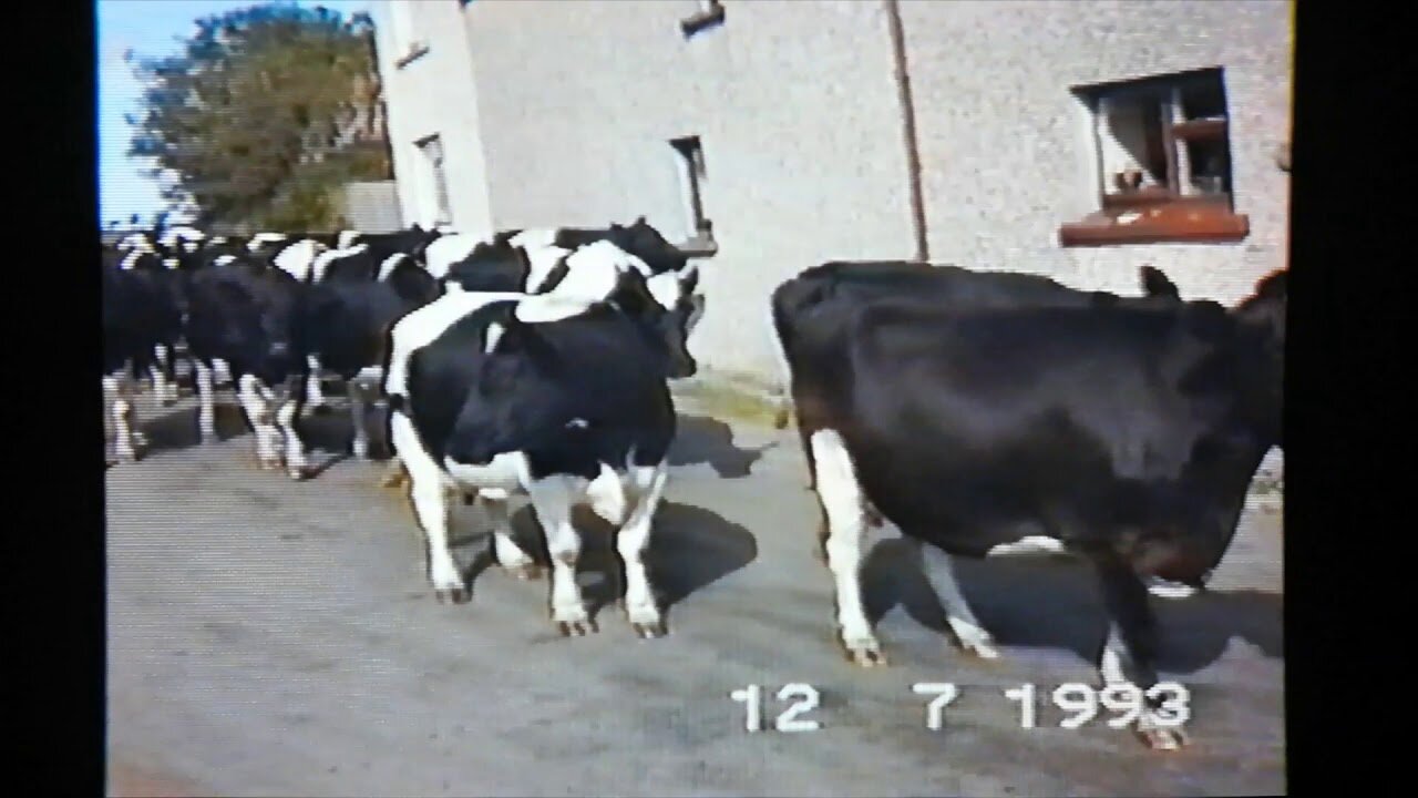 Cows and a Cortina at Colandene Farm