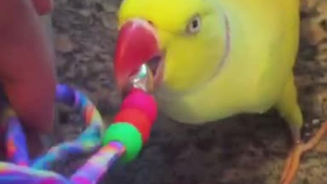 Extremely talkative parrot won't let up!