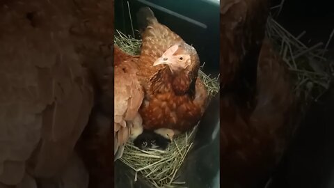 Forest now has 4 babies