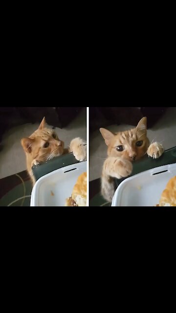 Cat seeing food and wanting to take it from its owner