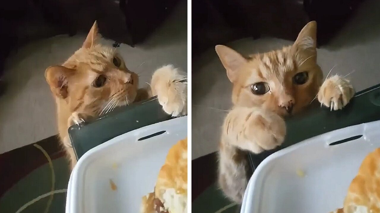 Cat seeing food and wanting to take it from its owner