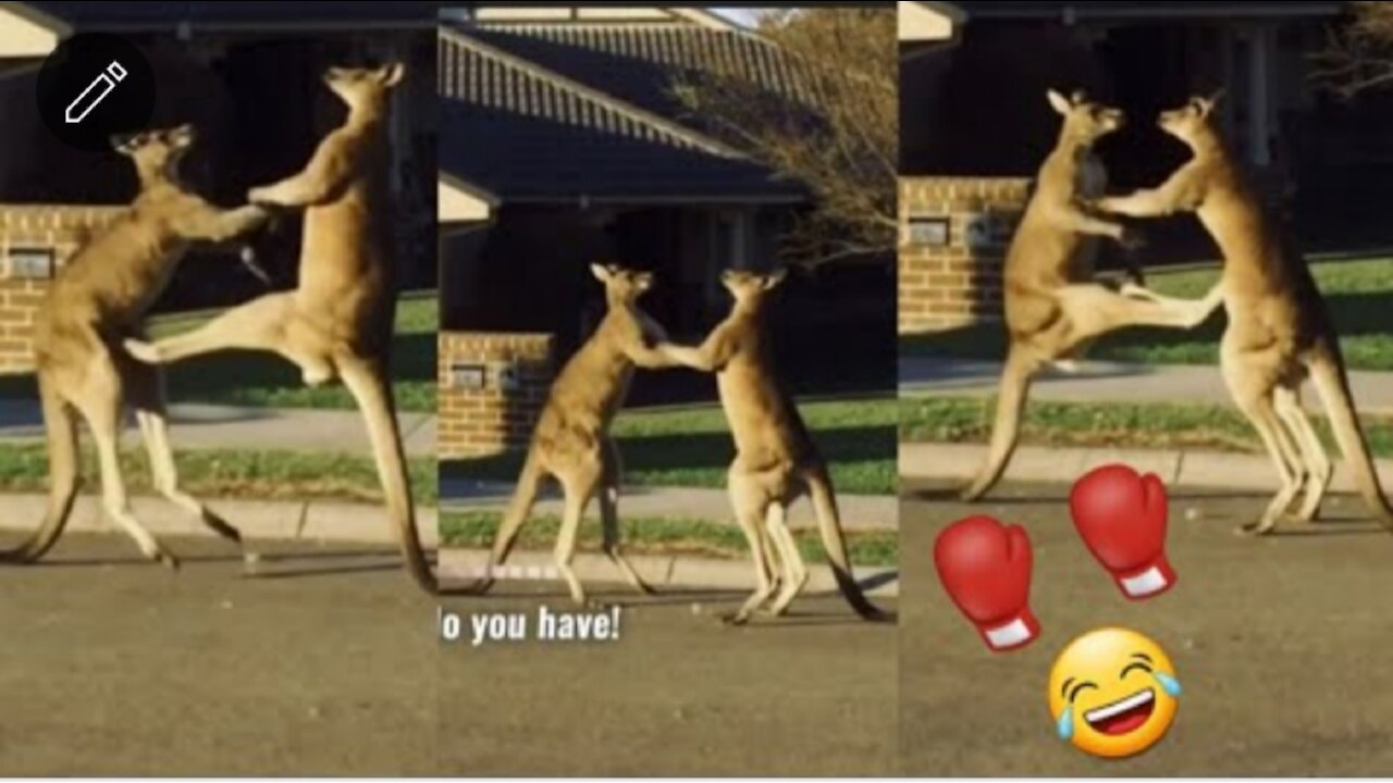 Kangaroos Fighting in Boxing Ring 🥊🥊