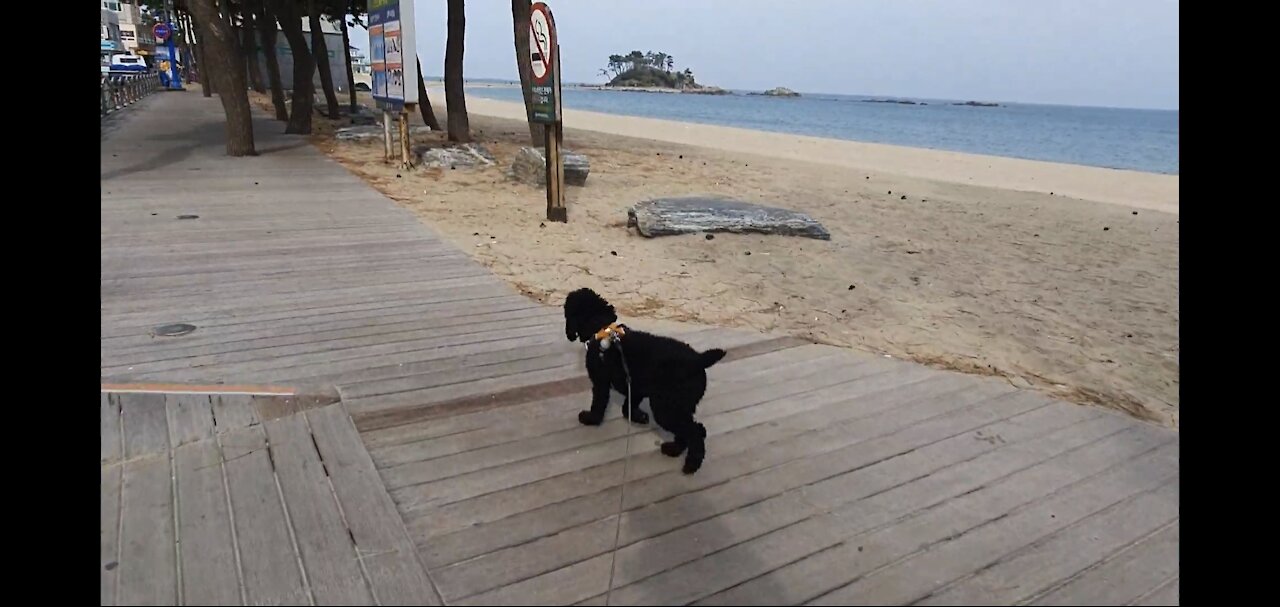 A puppy taking a walk on a beachwalk.