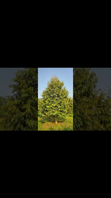 the durian trees are finally giving some fruit!