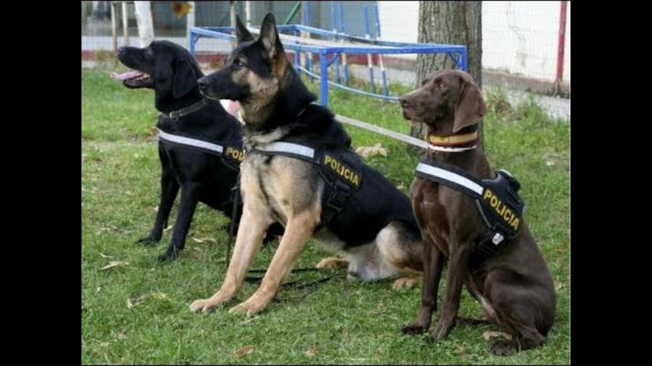 Entrenamiento de Perros Policías