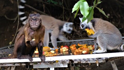 funny monkeys - Cute And Funny monkey compilation videos for laugh |Animal.