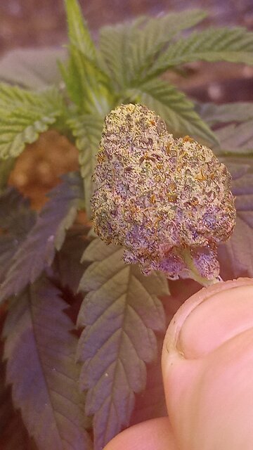 Rolling Funny Smelling Tobacco The OG Way - How To Roll The OG Way - Pop Top Cigarettes 🚭