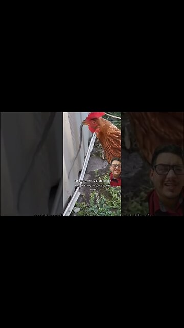 Chickens are not chicken