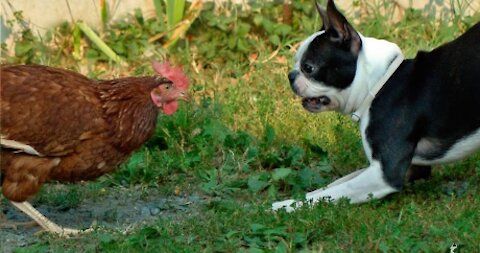 dog vs chicken fight 01