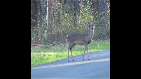 Deer on the Road