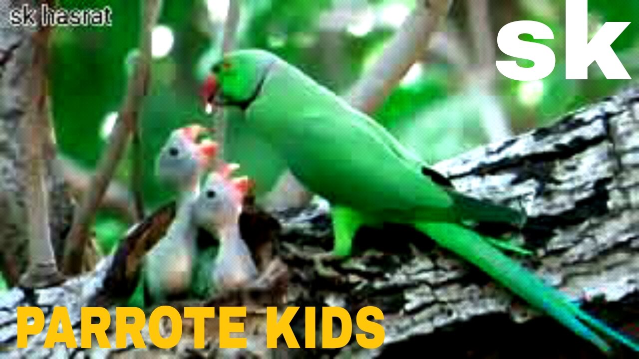 Parrot eat parrot small kids.