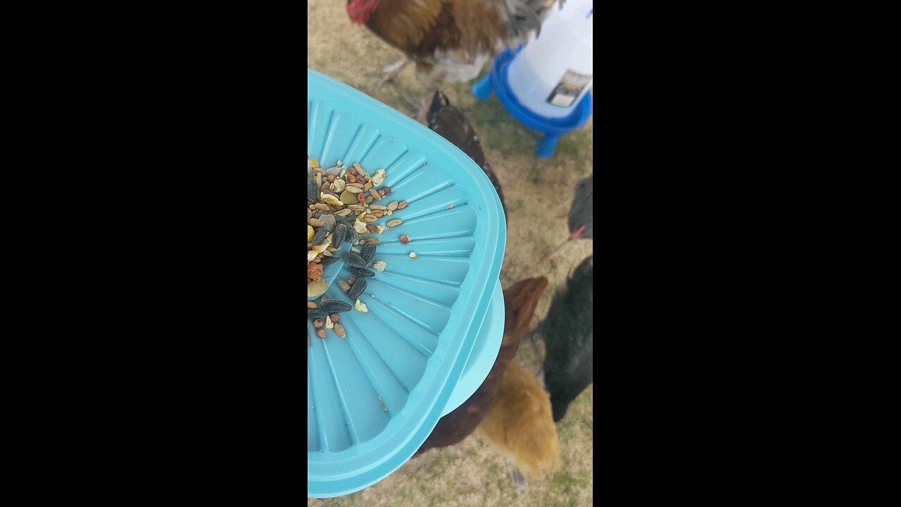 treat peck'n on th'topside container featuring Bud'a'crow'n