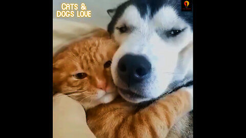 Cat & Dog love, Annoying Each other. Cute!!