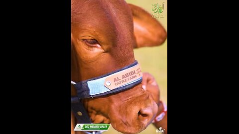 Cow lovers
