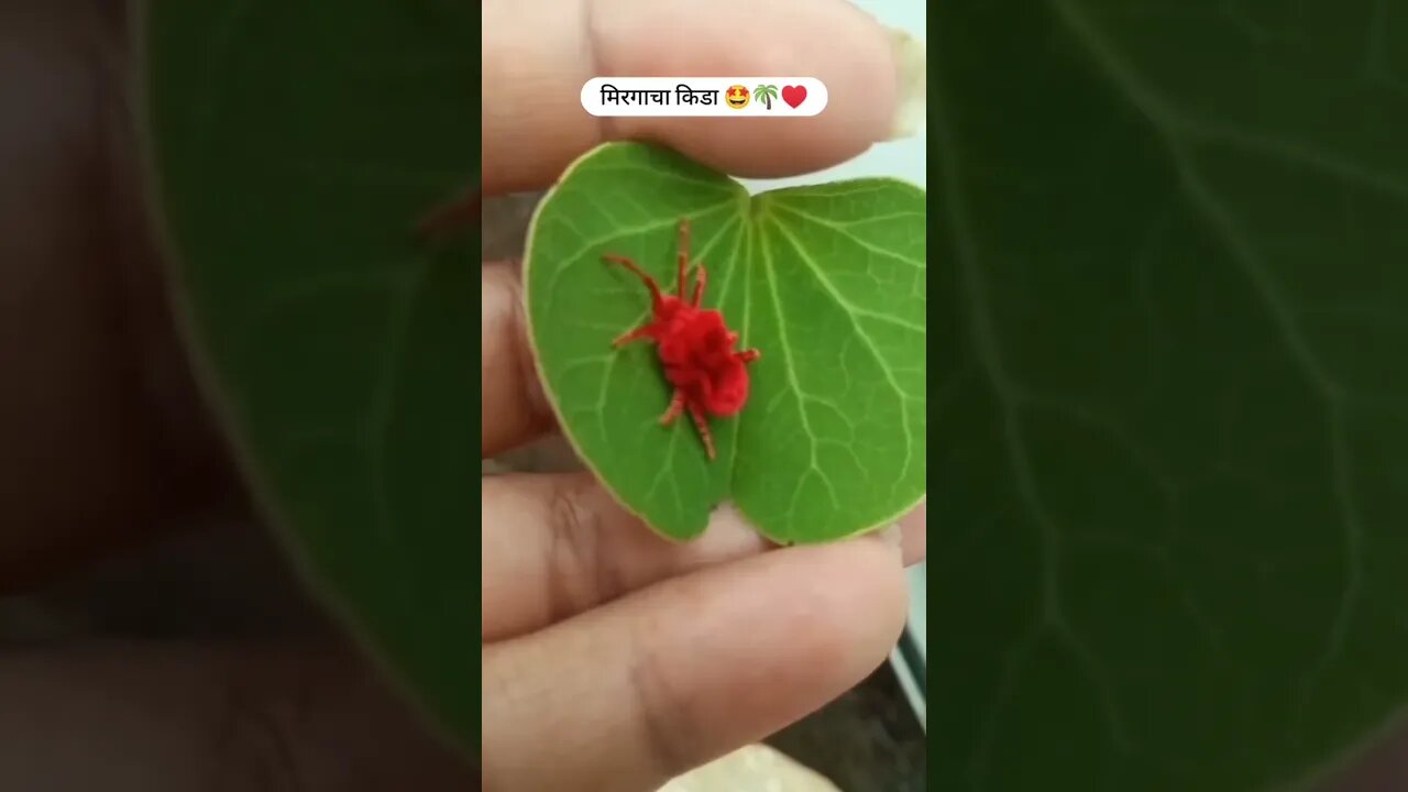 मृग नक्षत्राचा किडा बाहेर येऊ लागला की समजुन जायचं पाउस आलंय 😍🌴❤️