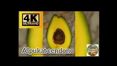 ALPUKAT 🥑 CENDONO