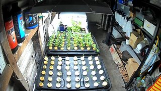 Seedling Timelapse Ending 18-09-2024