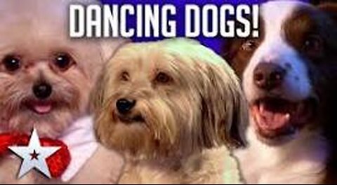 DANCING DOGS! | Britain's Got Talent