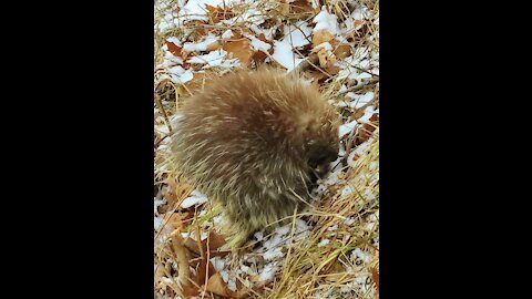 Cute porcupine 2