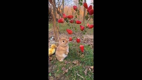 Cute Rabbit and Duck videos