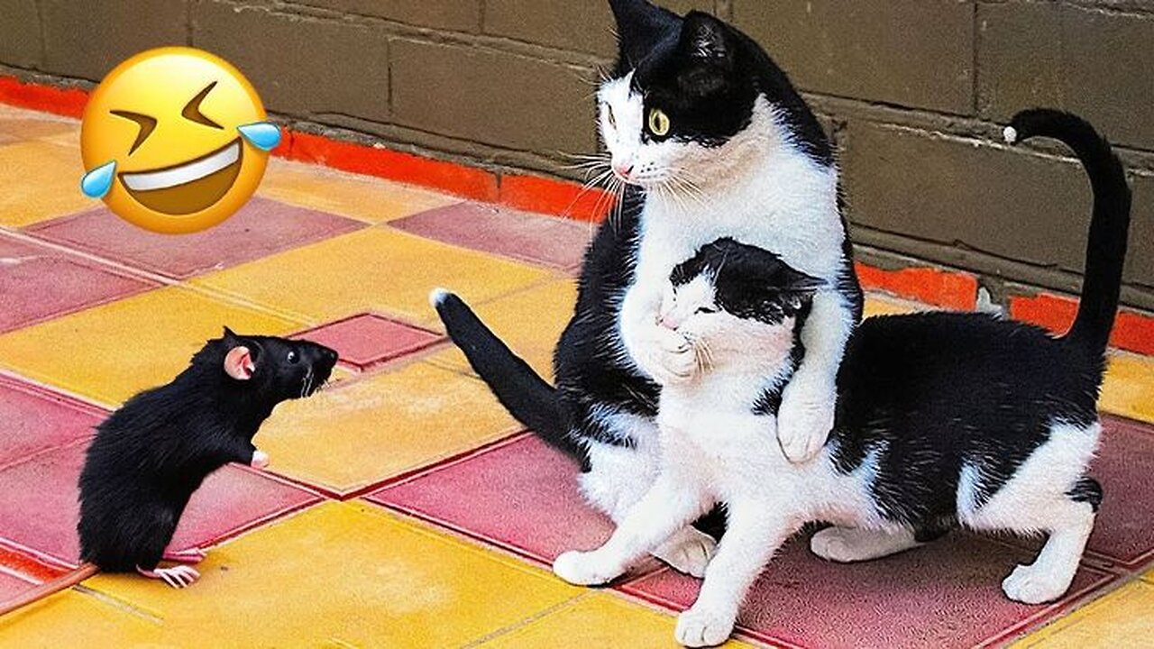 very funny videos 🤣🤣🤣 try to not laugh if you laugh you will loose the game so dont laugh 🤣😂😂