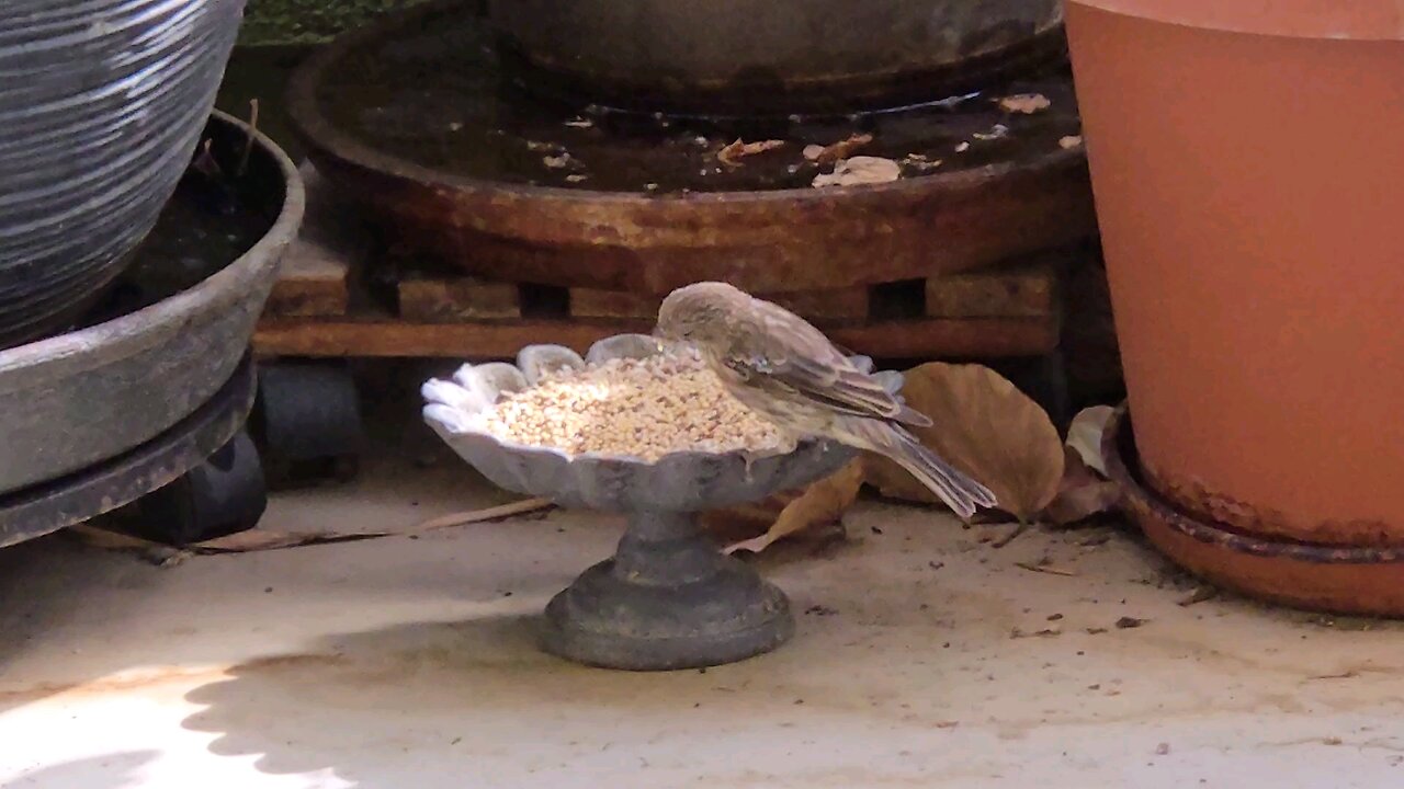 House Finches