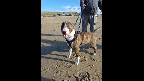 English Bull Terriers on beach