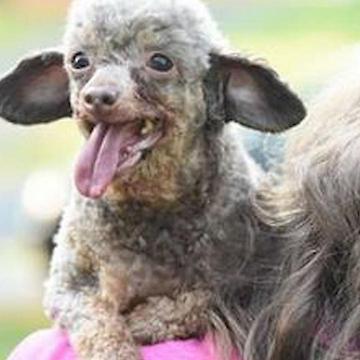 This Dog Is Finally Seeing The Outside