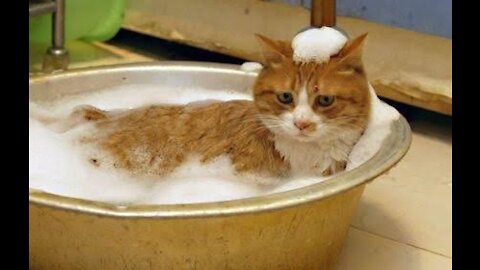 Cute kitten bathing in the chair