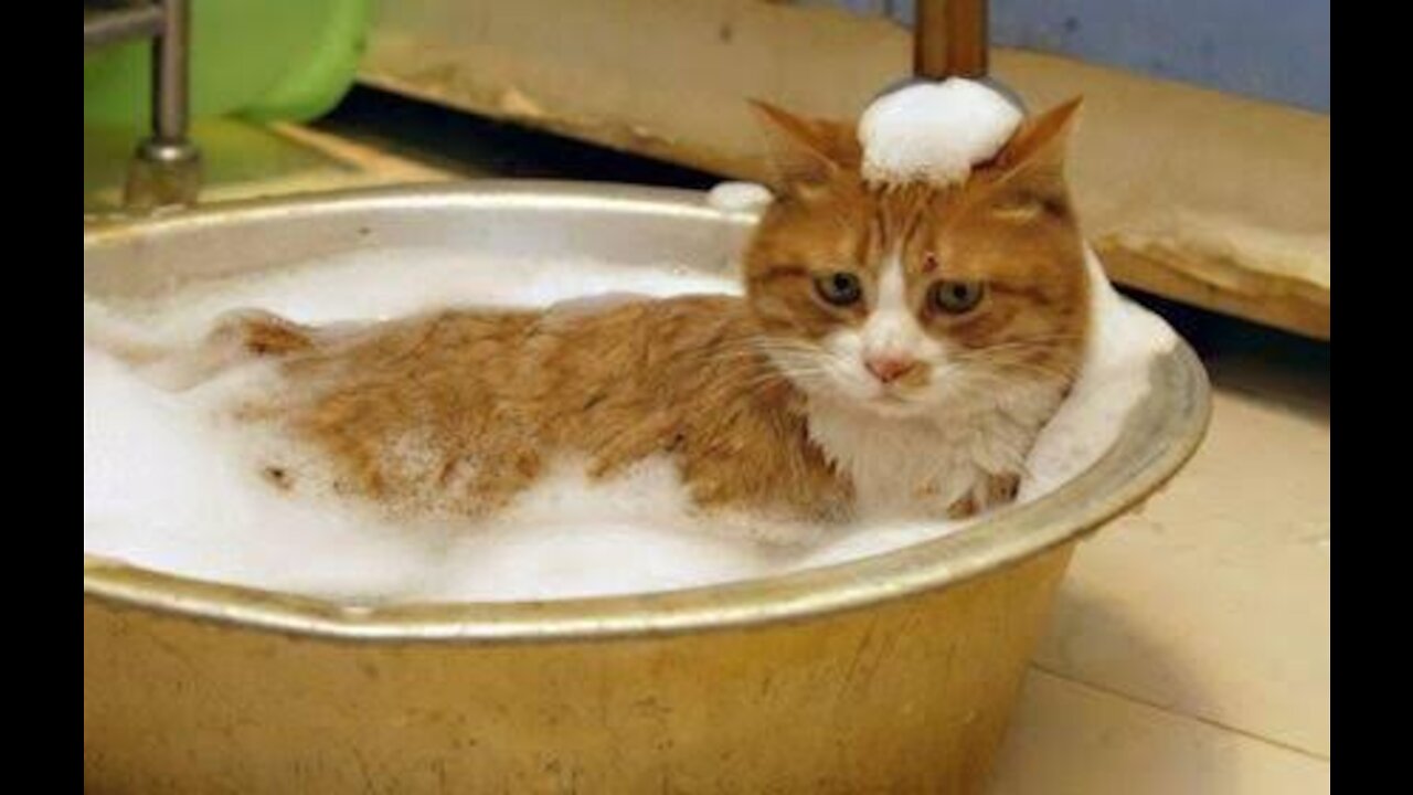 Cute kitten bathing in the chair